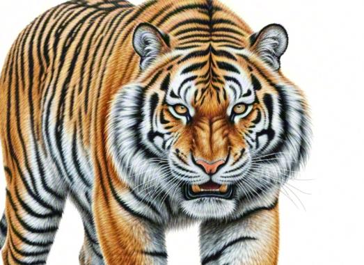 刚正无私打猜一最佳指什么生肖，落实词语释义解释